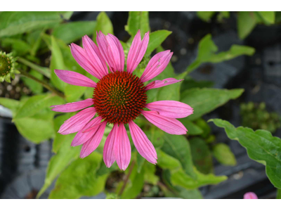 Echinacea purpurea