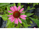 Echinacea purpurea Little Magnus ®