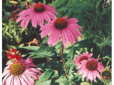 Echinacea purpurea