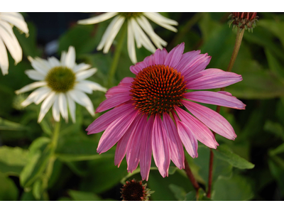 Echinacea purpurea