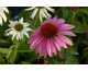 Echinacea purpurea Magnus Superior