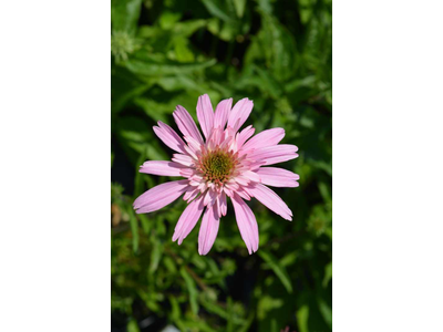 Echinacea purpurea