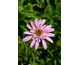 Echinacea purpurea Mini Belle ®
