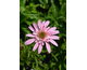 Echinacea purpurea