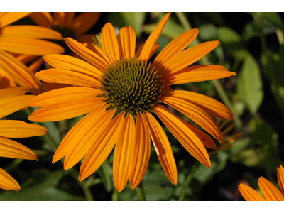 Echinacea purpurea