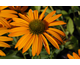 Echinacea purpurea Now Cheesier