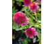 Echinacea purpurea Piccolino ®
