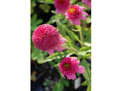 Echinacea purpurea