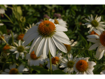 Echinacea purpurea