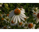 Echinacea purpurea PowWow White