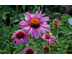 Echinacea purpurea Primadonna Deep Pink