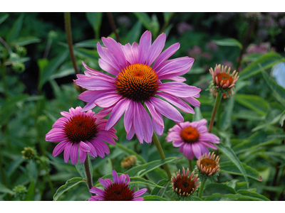 Echinacea purpurea