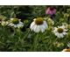 Echinacea purpurea Primadonna White