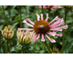 Echinacea purpurea Quills and Thrills