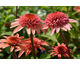 Echinacea purpurea Raspberry Truffle ®