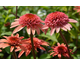 Echinacea purpurea