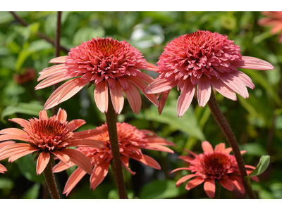 Echinacea purpurea