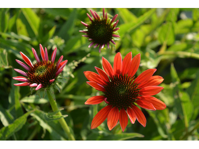 Echinacea purpurea