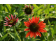 Echinacea purpurea