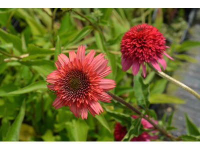 Echinacea purpurea