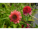 Echinacea purpurea Rhymes with Orange ®