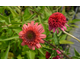 Echinacea purpurea