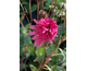 Echinacea purpurea Secret Affair ®