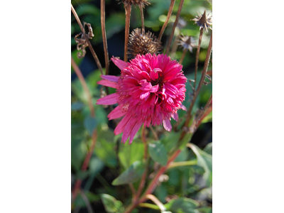 Echinacea purpurea