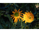 Echinacea purpurea Secret Glow ®