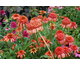 Echinacea purpurea Secret Lust ®