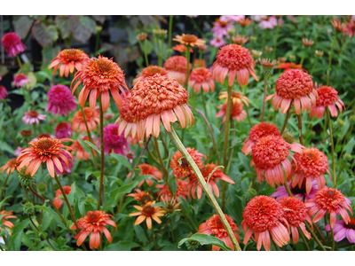 Echinacea purpurea