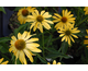 Echinacea purpurea Summer Breeze ®
