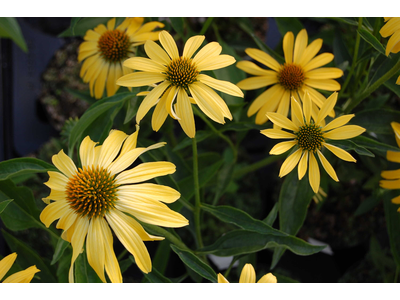 Echinacea purpurea