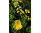 Echinacea purpurea Sunny Days Lemon