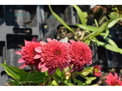Echinacea purpurea