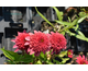 Echinacea purpurea Sunny Days Ruby