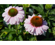 Echinacea purpurea Sunseekers Blush