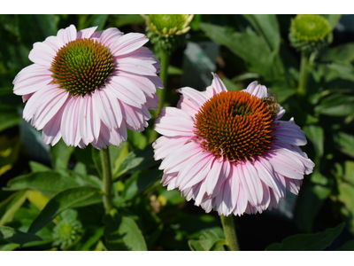 Echinacea purpurea