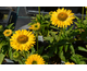 Echinacea purpurea Sunseekers Golden Sun
