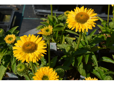 Echinacea purpurea