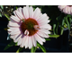 Echinacea purpurea Sunseekers Salmon