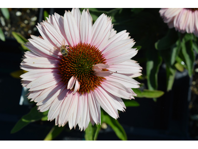 Echinacea purpurea