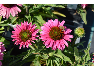 Echinacea purpurea