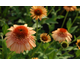 Echinacea purpurea Supreme Cantaloupe ®