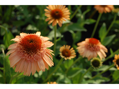 Echinacea purpurea