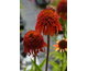 Echinacea purpurea