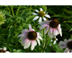 Echinacea purpurea Unica ® Cherry on Ice