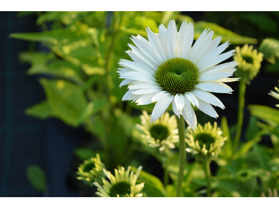 Echinacea purpurea