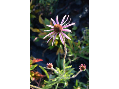 Echinacea tennesseensis