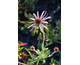 Echinacea tennesseensis Rocky Top Hyb